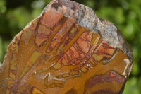Polished On One Side Nguni Jasper Specimens x 2 From Prieska, South Africa - Toprock Gemstones and Minerals 