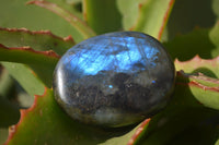 Polished Labradorite Galet / Palm Stones x 12 From Tulear, Madagascar - Toprock Gemstones and Minerals 