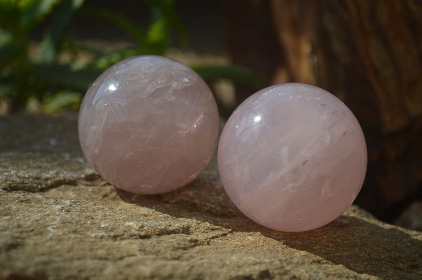 Polished Star Rose Quartz Spheres x 3 From Madagascar - Toprock Gemstones and Minerals 