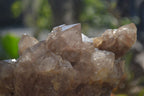 Natural Smokey Quartz Clusters x 2 From Luena, Congo - Toprock Gemstones and Minerals 