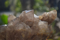 Natural Smokey Quartz Clusters x 2 From Luena, Congo - Toprock Gemstones and Minerals 