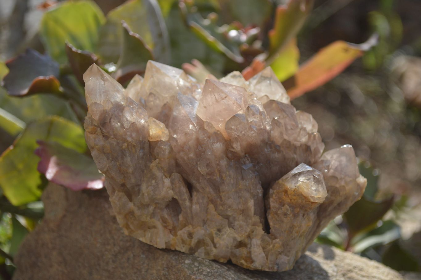 Natural Smokey Quartz Clusters x 2 From Luena, Congo - Toprock Gemstones and Minerals 