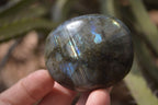 Polished Labradorite Galets / Palm Stones x 12 From Tulear, Madagascar - Toprock Gemstones and Minerals 