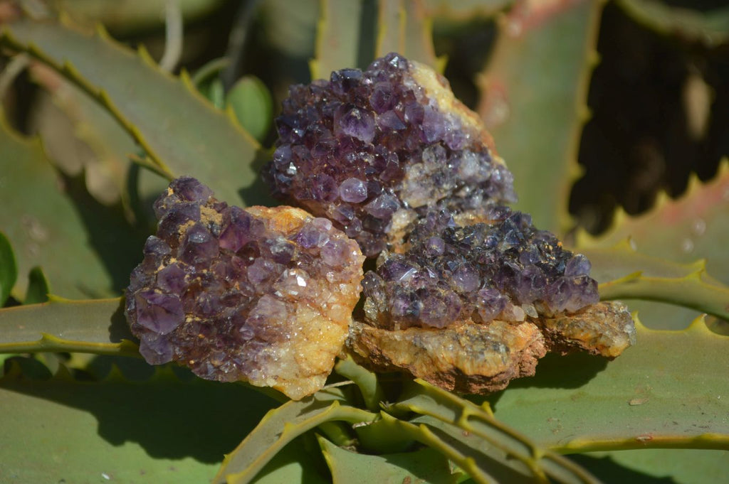 Natural Amethyst Plates x 35 From Kwaggafontein, South Africa - Toprock Gemstones and Minerals 