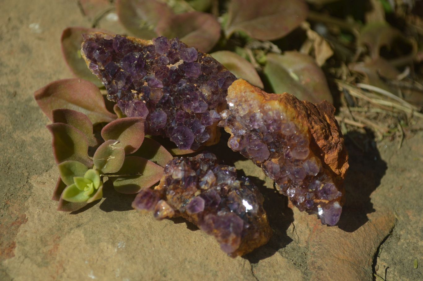 Natural Amethyst Plates x 35 From Kwaggafontein, South Africa - Toprock Gemstones and Minerals 
