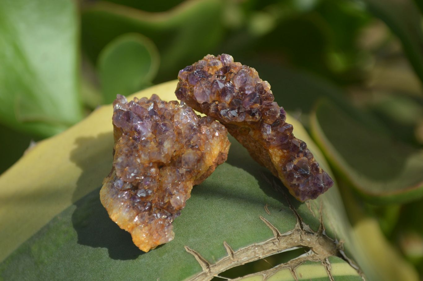 Natural Amethyst Plates x 35 From Kwaggafontein, South Africa - Toprock Gemstones and Minerals 