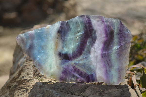 Polished One Side Watermelon Fluorite x 4 From Uis, Namibia - Toprock Gemstones and Minerals 