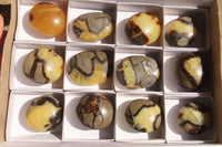 Polished Septerye Galets / Palm Stones x 12 From Mahajanga, Madagascar - Toprock Gemstones and Minerals 