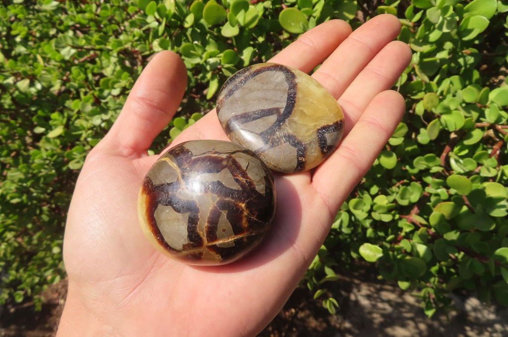 Polished Septerye Galets / Palm Stones x 12 From Mahajanga, Madagascar - Toprock Gemstones and Minerals 