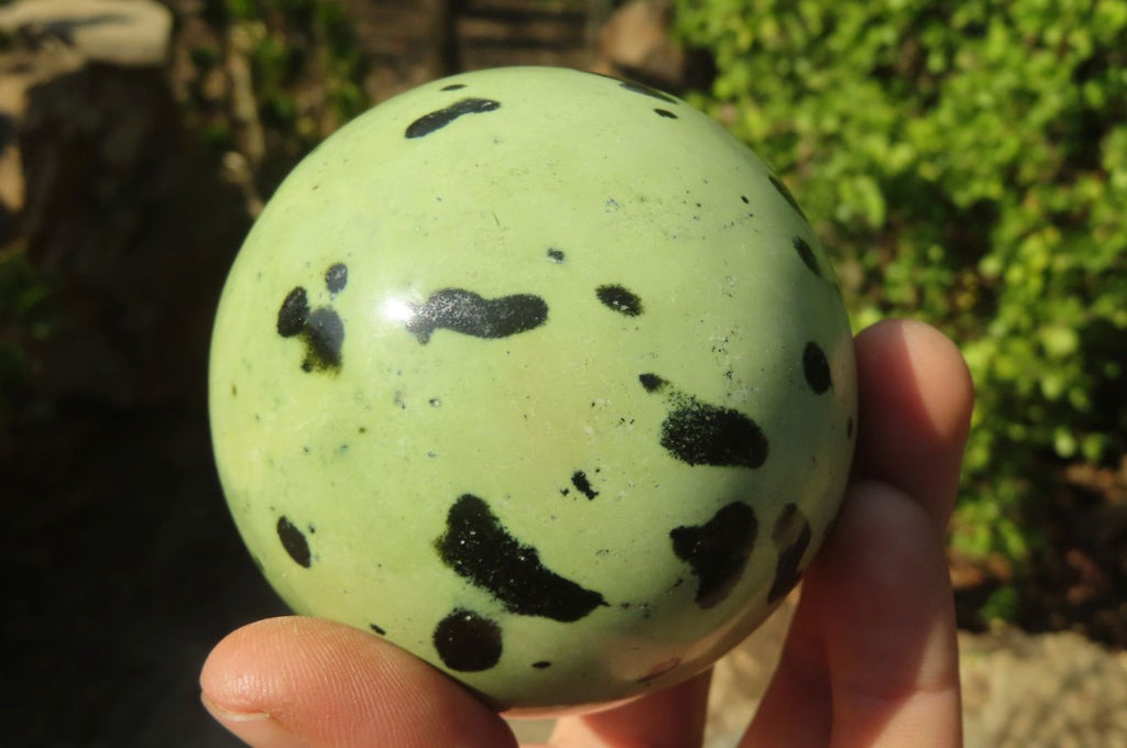 Polished Leopard Stone Spheres x 2 From Inyanga, Zimbabwe - Toprock Gemstones and Minerals 