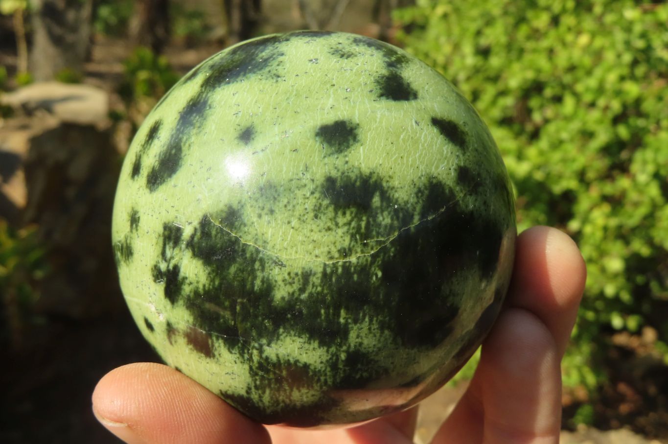 Polished Leopard Stone Spheres x 2 From Inyanga, Zimbabwe - Toprock Gemstones and Minerals 