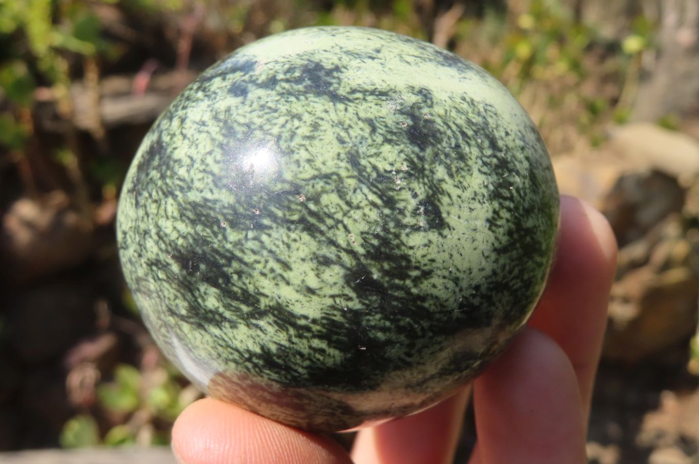 Polished Leopard Stone Free Forms x 6 From Inyanga, Zimbabwe - Toprock Gemstones and Minerals 