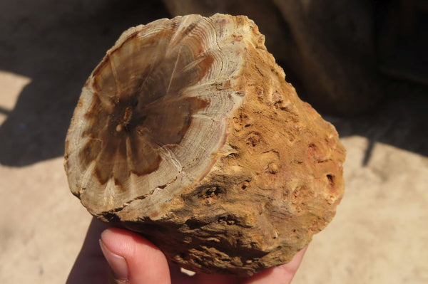 Polished Petrified Wood Branch Pieces x 4 From Gokwe, Zimbabwe - Toprock Gemstones and Minerals 