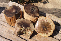 Polished Petrified Wood Branch Pieces x 4 From Gokwe, Zimbabwe - Toprock Gemstones and Minerals 