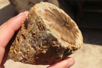 Polished Petrified Wood Branch Pieces x 4 From Gokwe, Zimbabwe - Toprock Gemstones and Minerals 