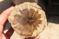 Polished Petrified Wood Branch Pieces x 4 From Gokwe, Zimbabwe - Toprock Gemstones and Minerals 