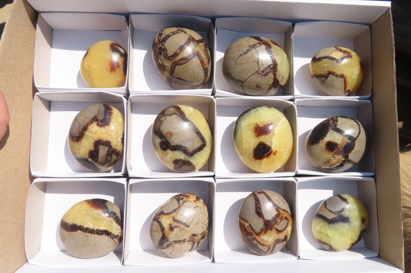 Polished Septerye Galet / Palm Stones x 12 From Mahajanga, Madagascar - Toprock Gemstones and Minerals 