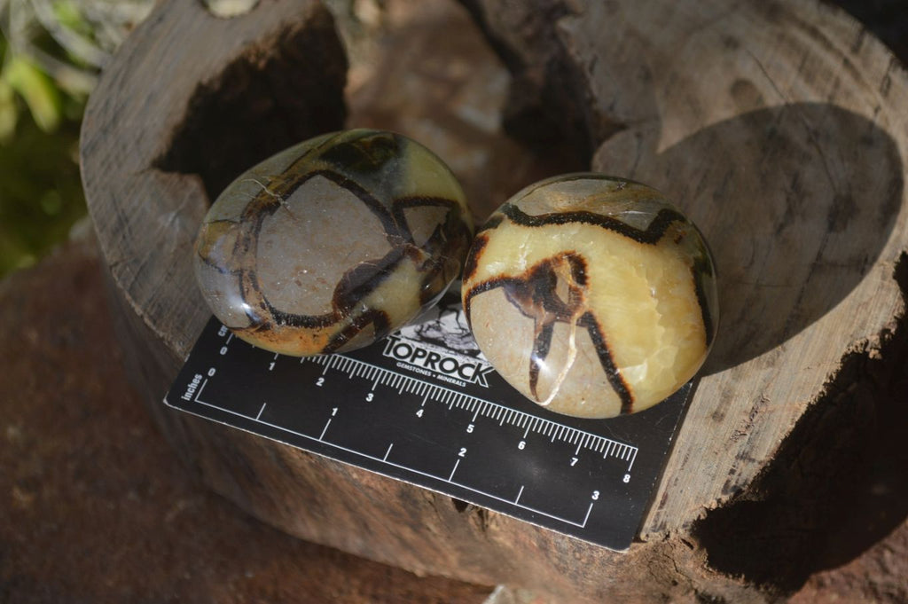 Polished Septerye Galet / Palm Stones x 12 From Mahajanga, Madagascar - Toprock Gemstones and Minerals 