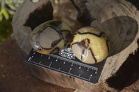 Polished Septerye Galet / Palm Stones x 12 From Mahajanga, Madagascar - Toprock Gemstones and Minerals 