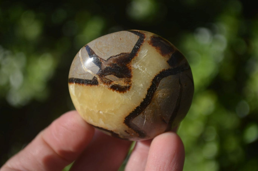 Polished Septerye Galet / Palm Stones x 12 From Mahajanga, Madagascar - Toprock Gemstones and Minerals 