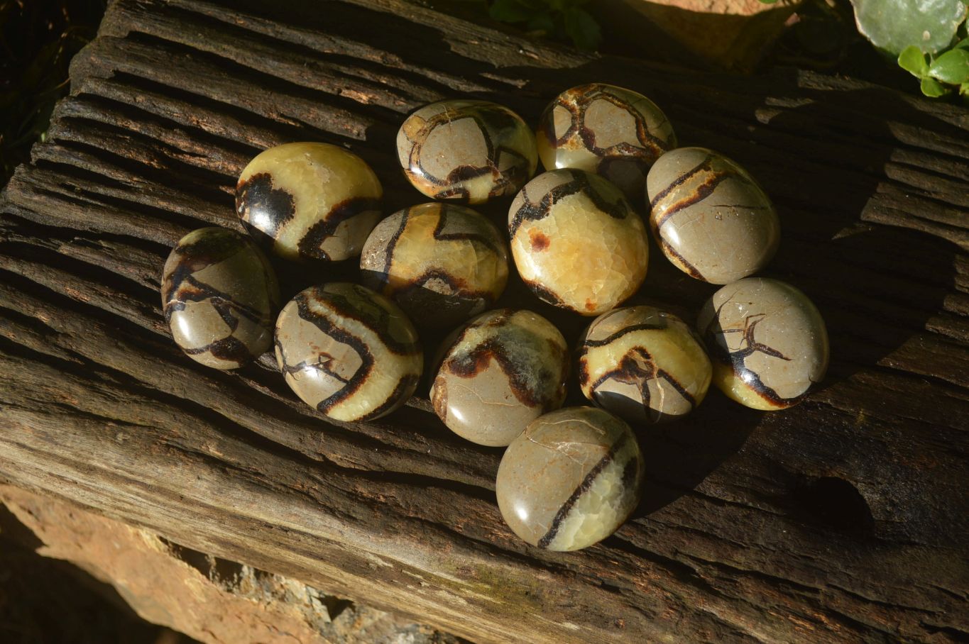 Polished Septerye Galet / Palm Stones x 12 From Mahajanga, Madagascar - Toprock Gemstones and Minerals 