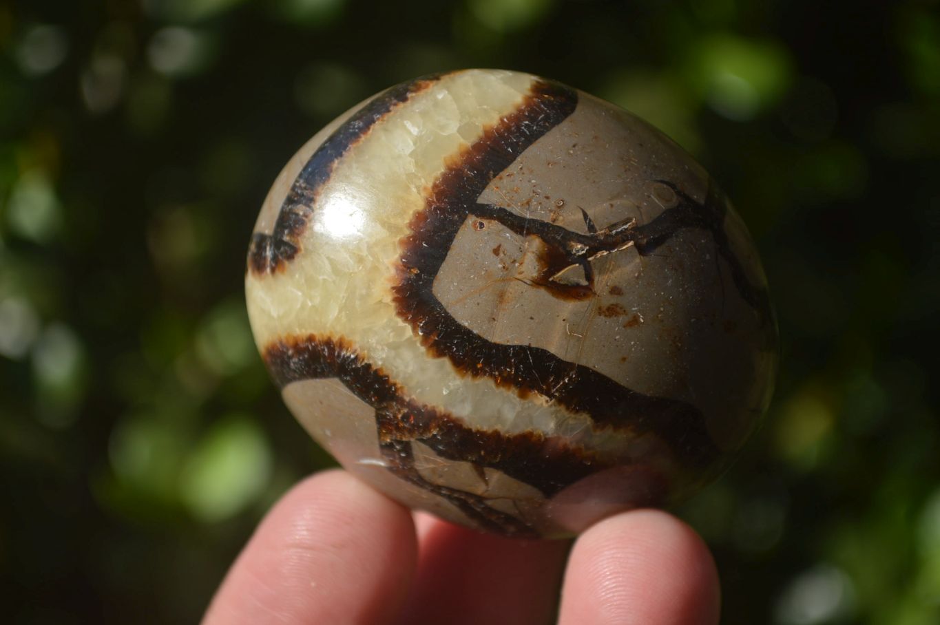 Polished Septerye Galet / Palm Stones x 12 From Mahajanga, Madagascar - Toprock Gemstones and Minerals 