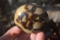 Polished Septerye Galet / Palm Stones x 12 From Mahajanga, Madagascar - Toprock Gemstones and Minerals 