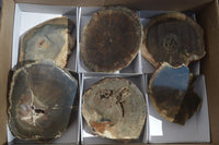 Polished Petrified Wood Slices x 6 From Gokwe, Zimbabwe
