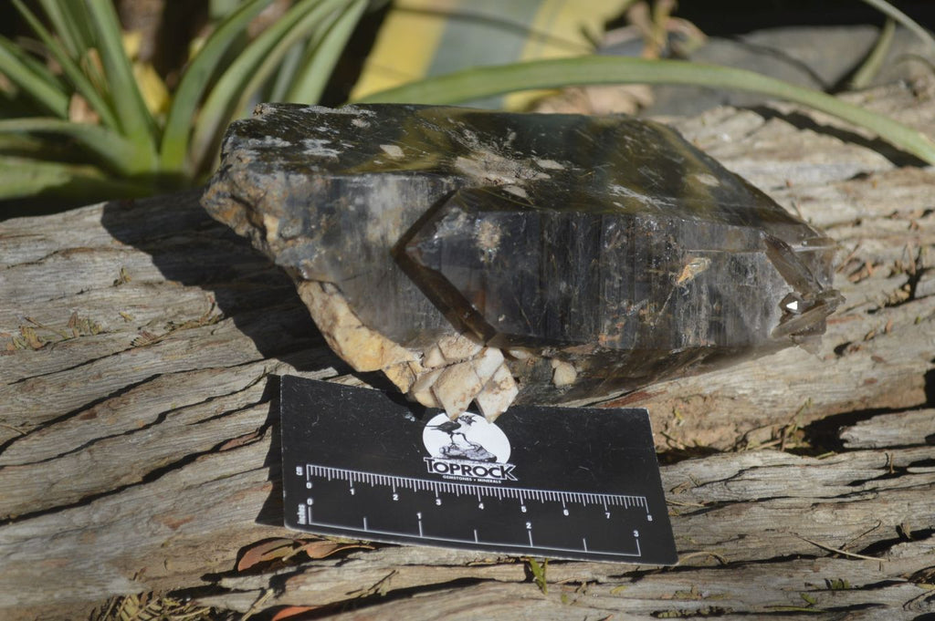 Natural Half Polished Smokey Quartz Crystals x 2 From Zomba, Malawi - Toprock Gemstones and Minerals 