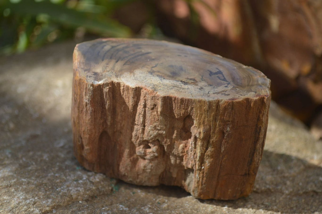 Polished Petrified Wood Branch Pieces x 4 From Gokwe, Zimbabwe - Toprock Gemstones and Minerals 