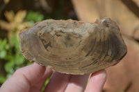 Polished Petrified Wood Branch Pieces x 4 From Gokwe, Zimbabwe - Toprock Gemstones and Minerals 