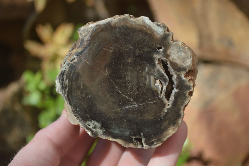 Polished Petrified Wood Branch Pieces x 4 From Gokwe, Zimbabwe - Toprock Gemstones and Minerals 