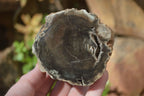 Polished Petrified Wood Branch Pieces x 4 From Gokwe, Zimbabwe - Toprock Gemstones and Minerals 