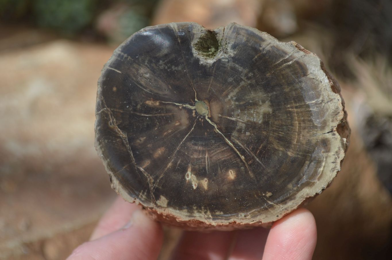 Polished Petrified Wood Branch Pieces x 4 From Gokwe, Zimbabwe - Toprock Gemstones and Minerals 