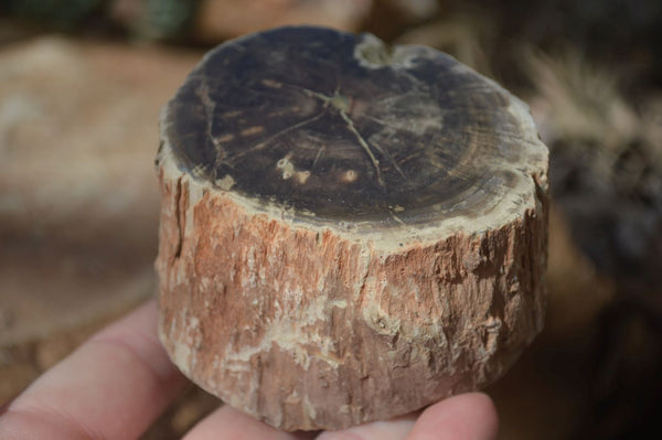 Polished Petrified Wood Branch Pieces x 4 From Gokwe, Zimbabwe - Toprock Gemstones and Minerals 