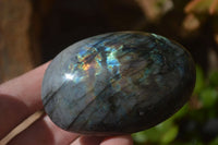 Polished Labradorite Galet / Palm Stones x 12 From Tulear, Madagascar - Toprock Gemstones and Minerals 