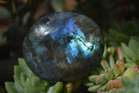 Polished Labradorite Galet / Palm Stones x 12 From Tulear, Madagascar - Toprock Gemstones and Minerals 