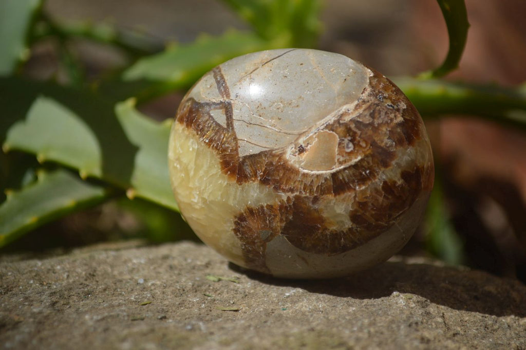 Polished Septerye Galet / Palm Stones x 12 From Mahajanga, Madagascar - Toprock Gemstones and Minerals 