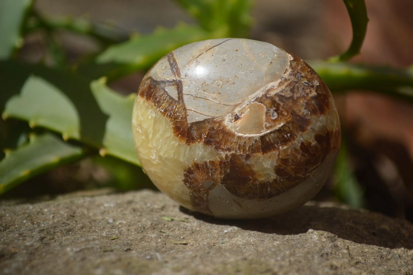 Polished Septerye Galet / Palm Stones x 12 From Mahajanga, Madagascar - Toprock Gemstones and Minerals 