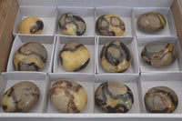 Polished Septerye Galet / Palm Stones x 12 From Mahajanga, Madagascar - Toprock Gemstones and Minerals 