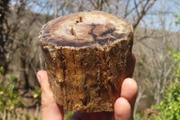 Polished Petrified Wood Branch Pieces x 3 From Gokwe, Zimbabwe - Toprock Gemstones and Minerals 