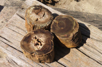 Polished Petrified Wood Branch Pieces x 3 From Gokwe, Zimbabwe - Toprock Gemstones and Minerals 