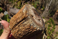 Polished Petrified Wood Branch Pieces x 3 From Gokwe, Zimbabwe - Toprock Gemstones and Minerals 