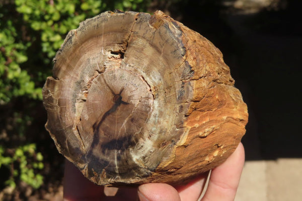 Polished Petrified Wood Branch Pieces x 3 From Gokwe, Zimbabwe - Toprock Gemstones and Minerals 