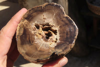 Polished Petrified Wood Branch Pieces x 3 From Gokwe, Zimbabwe - Toprock Gemstones and Minerals 