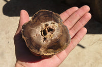 Polished Petrified Wood Branch Pieces x 3 From Gokwe, Zimbabwe - Toprock Gemstones and Minerals 