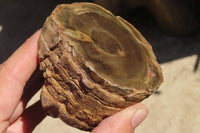 Polished Petrified Wood Branch Pieces x 3 From Gokwe, Zimbabwe - Toprock Gemstones and Minerals 