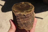 Polished Petrified Wood Branch Pieces x 3 From Gokwe, Zimbabwe - Toprock Gemstones and Minerals 