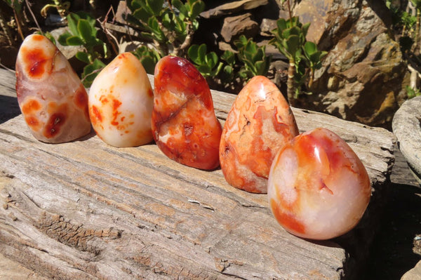 Polished Carnelian Standing Free Forms x 5 From Madagascar - Toprock Gemstones and Minerals 