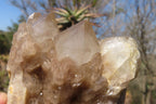 Natural Smokey Quartz Clusters x 2 From Luena, Congo - Toprock Gemstones and Minerals 